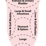 Fig. 15 Tongue Examination